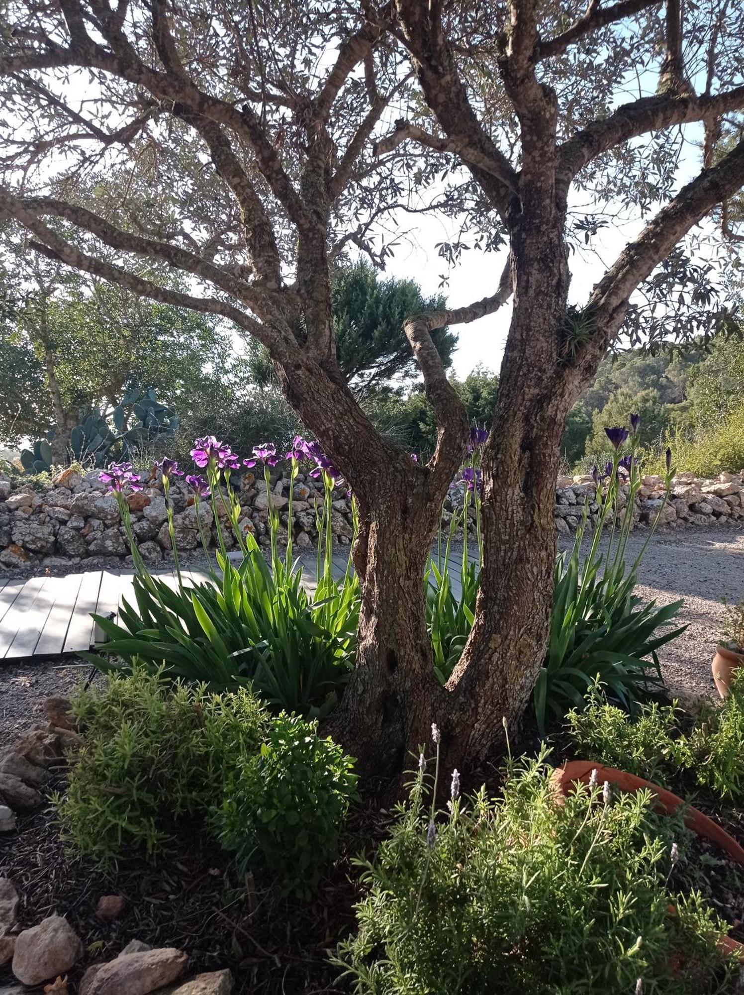 Sa Vinya Casa De Campo إس كوبيلس المظهر الخارجي الصورة